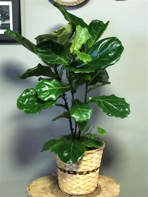 Fiddle Leaf Fig Plant :: Fifth Street Flower Shop