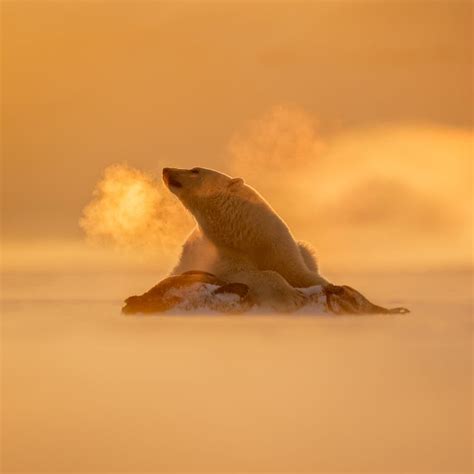 The Art of Polar Bear Photography - Luminous Landscape | Polar bear, Bear, Polar