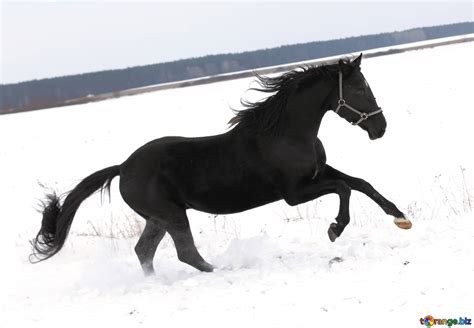 Horse in snowy field free image - № 18193