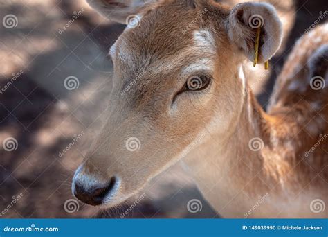 Close Up of a Deer stock photo. Image of beautiful, brown - 149039990