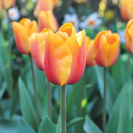 How to GrowTulips - Planting & Caring for Tulip Flowers | Garden Design