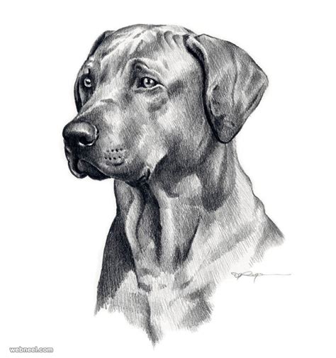 Dog Pencil Drawing By David Rogers 12