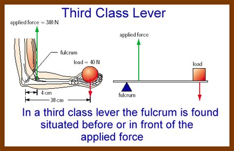 third class lever examples Quotes