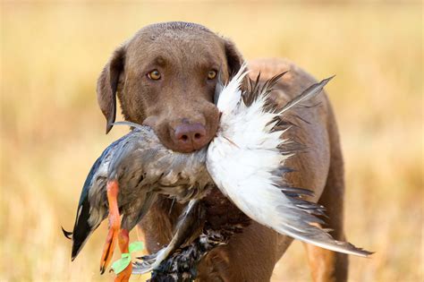 What Dogs Are Used For Duck Hunting