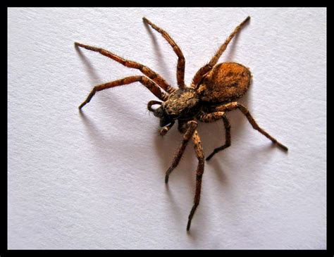 Brown Chilean recluse spider by Trivisions on DeviantArt