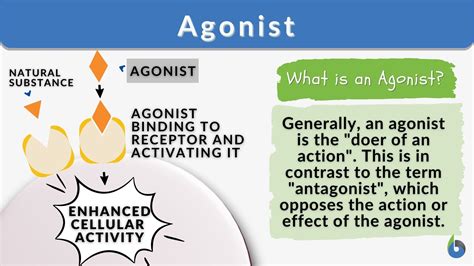 Agonist - Definition and Examples - Biology Online Dictionary