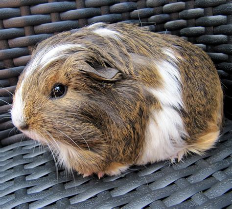 All Things Guinea Pig: Breeds and Varieties