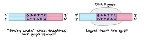 Dna Ligase