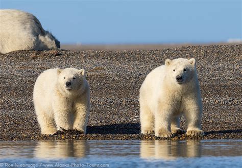 Polar Bear Cubs - Photo Blog - Niebrugge Images