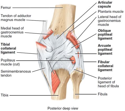 Complete anatomy of the knee - bastatn