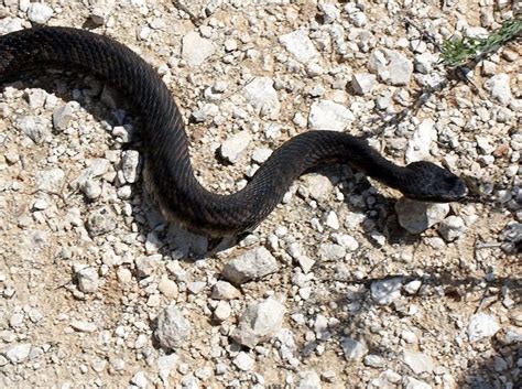 23 best Central Florida Venomous Snakes images on Pinterest | Central florida, Snakes and Snake