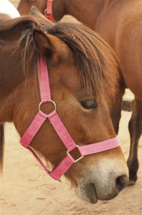 How to Tell if a Horse is Angry: 7 Signs to Look Out for – Horse Learner