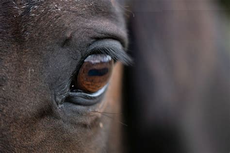 8 Common Equine Eye Conditions & Vision Problems [List] | Mad Barn