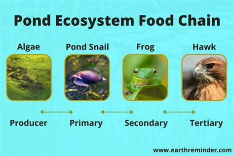 Freshwater Ecosystem Food Web