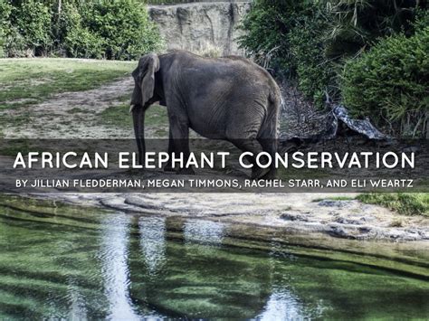 African Elephant Conservation by Jillian Fledderman