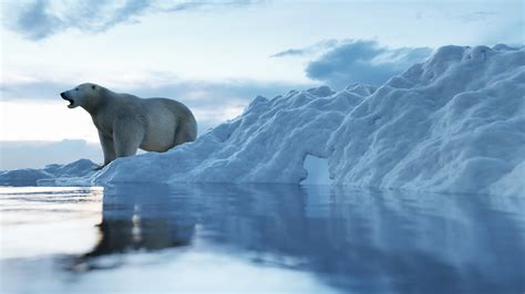 Polar bear habitat - WWF Arctic