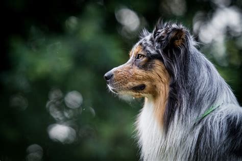 6 Most Common Australian Shepherd Health Issues | Vetericyn