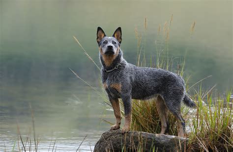 Australian Cattle Dog Blue Heeler Puppy Full Length, 54% OFF