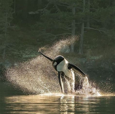 Breaching orca : r/orcas