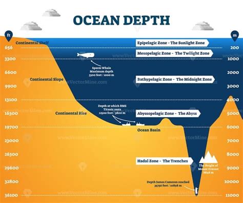 Ocean depth zones infographic, vector illustration labeled diagram - VectorMine