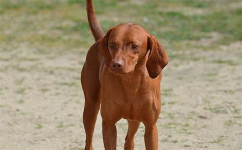 Redbone Coonhound Temperament and Personality - Kid Friendly and Non Aggressive Behavior