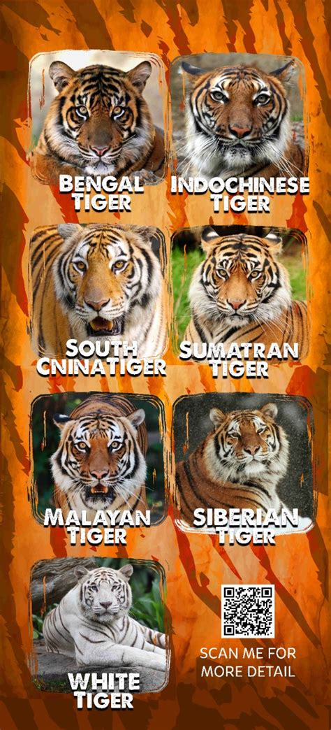 Siberian Tiger Vs Bengal Tiger