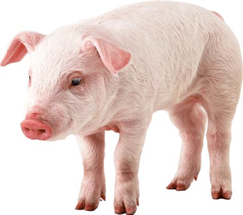 Pig PNG Image - PurePNG | Free transparent CC0 PNG Image Library