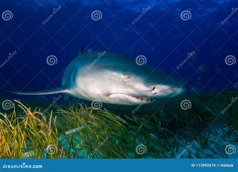 Lemon shark Bahamas stock photo. Image of bahamas, lemon - 113992674