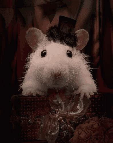 Cute Mouse GIF - Cute Mouse - Discover & Share GIFs