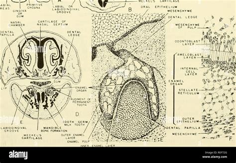 Pig Embryo High Resolution Stock Photography and Images - Alamy