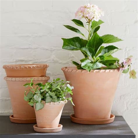 Indoor Plant Gifts: The Houseplant Lovers Ultimate Gift Guide