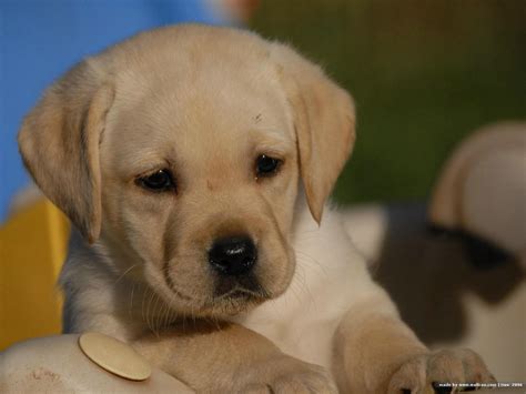 Cute Puppy Dogs: labrador retriever puppies