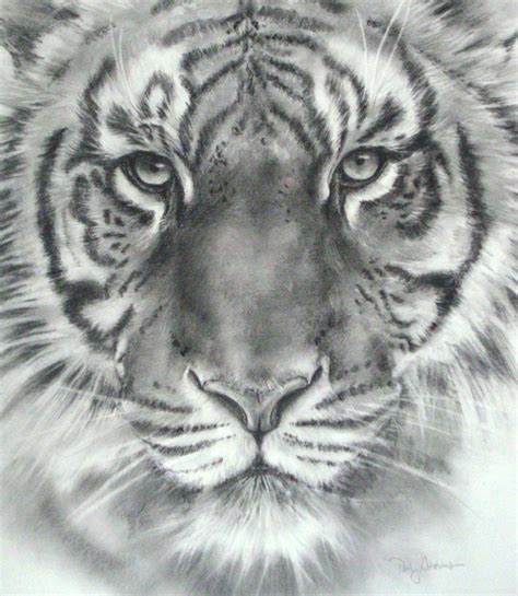 Tiger Face Drawing Pencil - bestpencildrawing