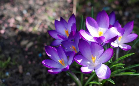 wallpapers: Purple Crocus Flowers Wallpapers