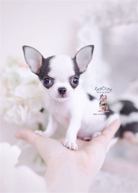 Teacup Chihuahuas For Sale | Teacup Puppies & Boutique