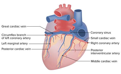 Coronary Sinus Heart Model