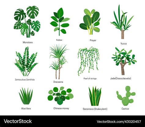 House plants or flowers with names isolated Vector Image