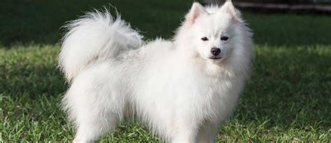 Toy American Eskimo Dog Breeders Australia | Wow Blog