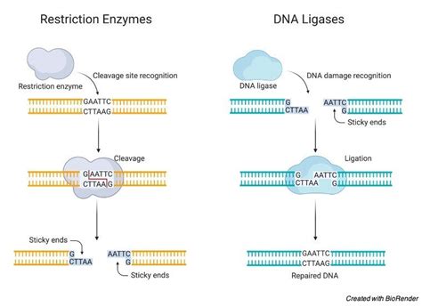 DNA Ligase: Definition, Type, Mechanism and Significance