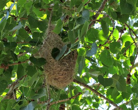 types of bird nests- pictures