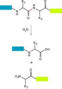 Proteolysis - Definition, Structure and Function | Biology Dictionary