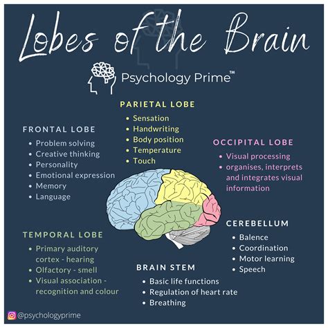 The Temporal Lobes Are Involved in Memory and Emotion Because - GiovannykruwGillespie