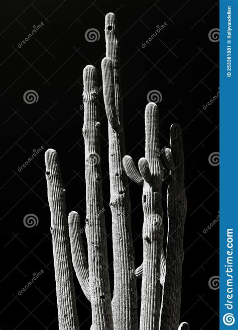 Bird Nest Filled Saguaro Cactus in Black and White Stock Image - Image of plants, national ...