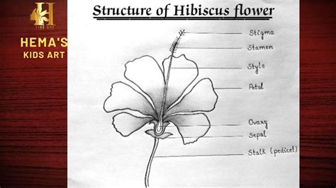 How to draw structure of Hibiscus flower-step by step / Draw & label Parts of flower/Hibiscus ...