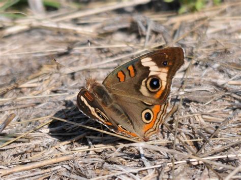 The Online Zoo - Common Buckeye Butterfly