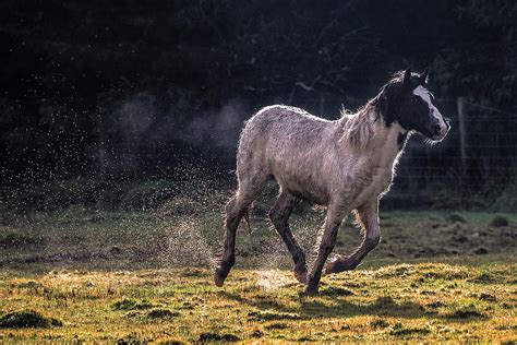 Wild Horse Running by Photograph By Jonathan J Scott