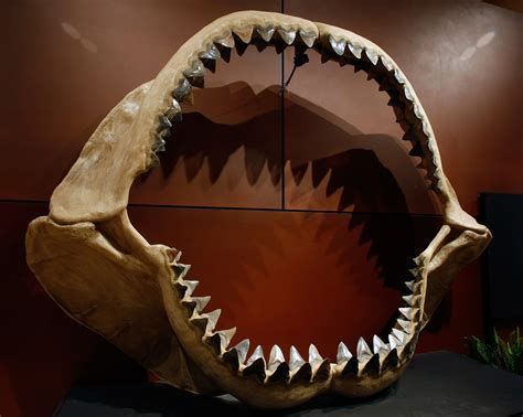 Megalodon Tooth Fossils Suggest Prehistoric Shark Once Lived Near Canary Islands | HuffPost