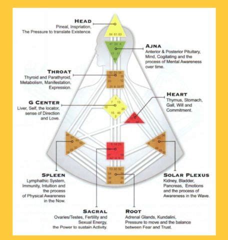 Cheat Sheet: How to Read Your Human Design Chart | Human design system, Human design, Design