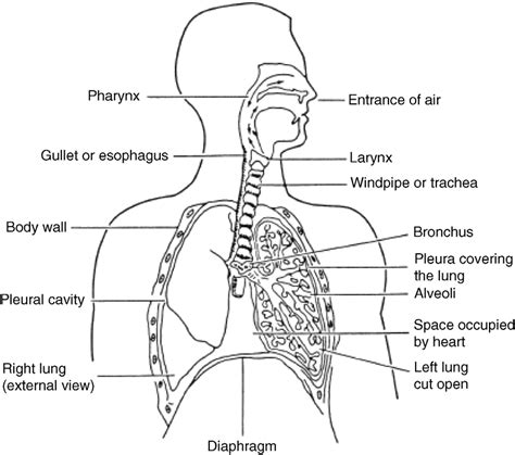 Archer Tower Printable Diagram Source Respiratory System Anatomy | Porn Sex Picture