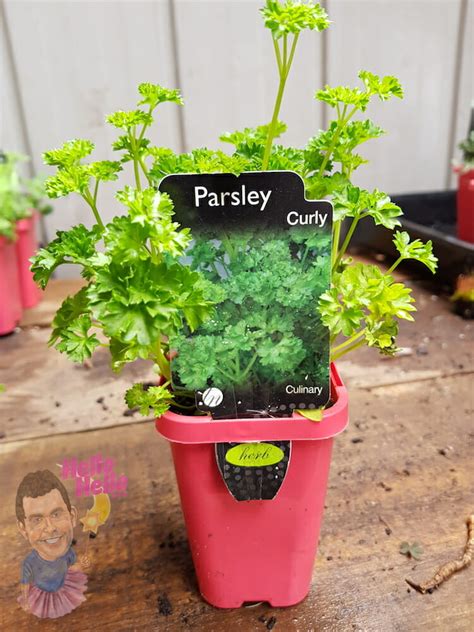 Parsley 'Curly' 3" Pot - Hello Hello Plants